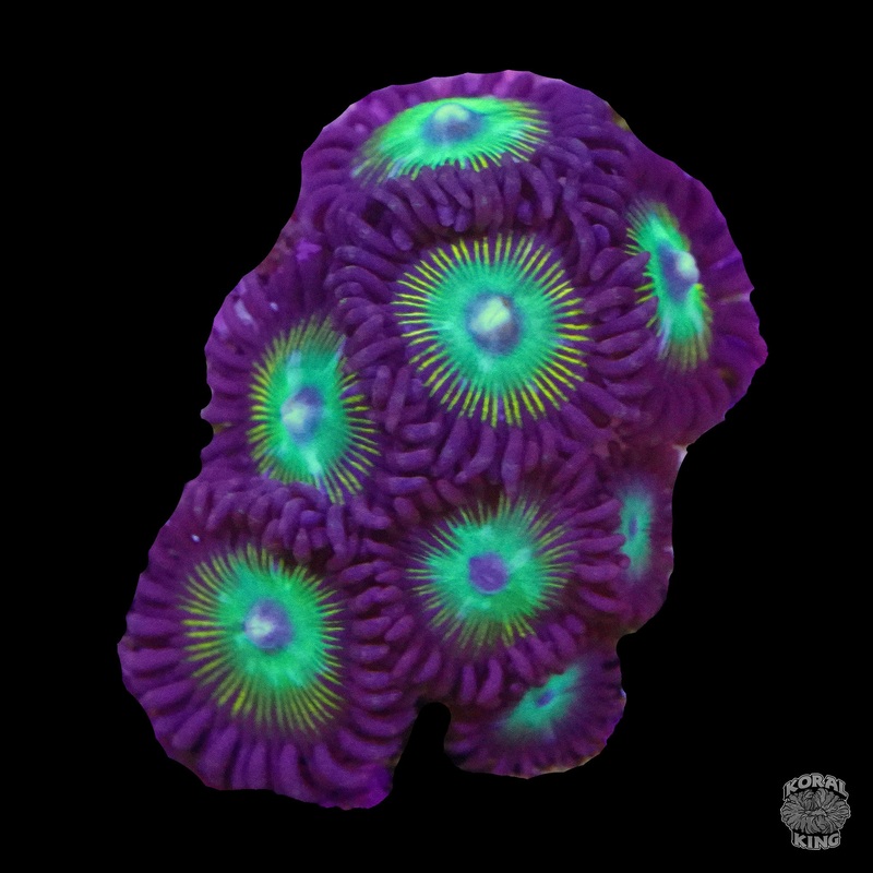 Purple Mouth Zoa