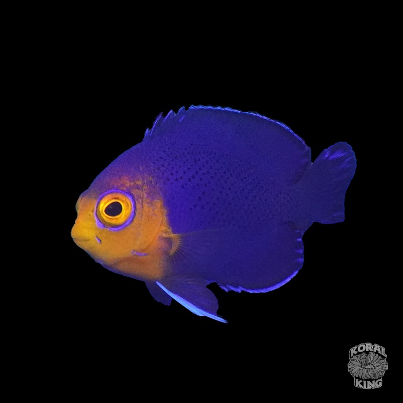 Pygmy Angelfish