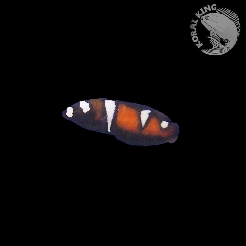 Queen Wrasse