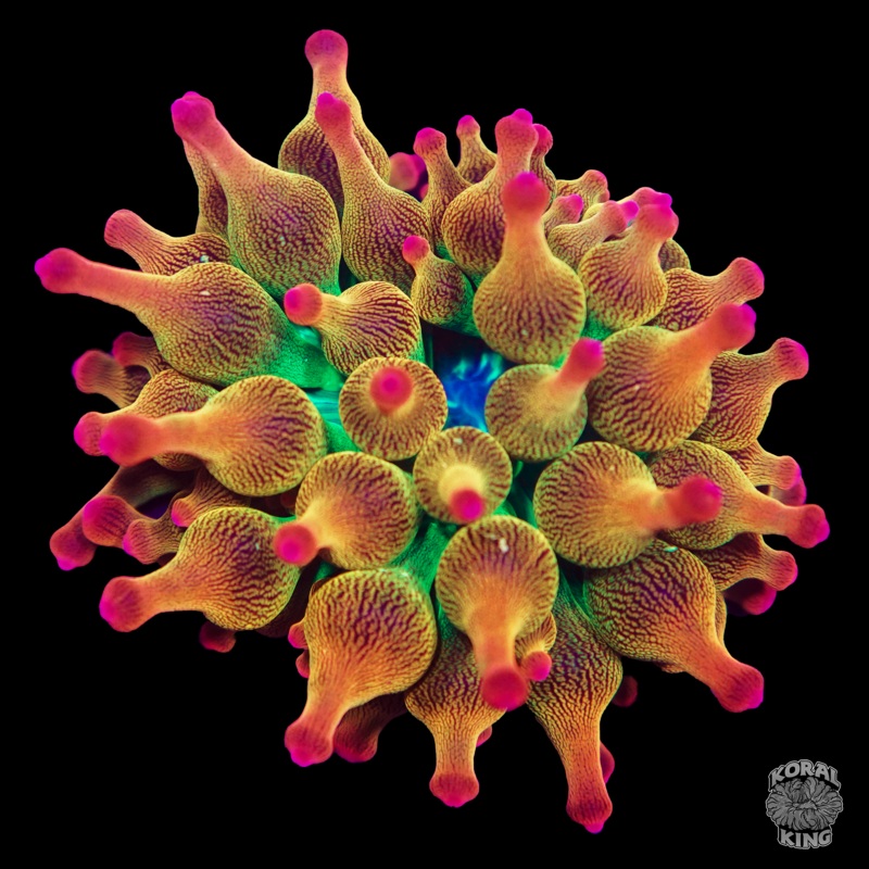 Rainbow Bubble Tip Anemone (Aquacultured)