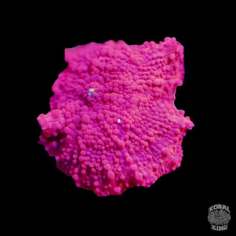 Red Rhodactis Mushroom