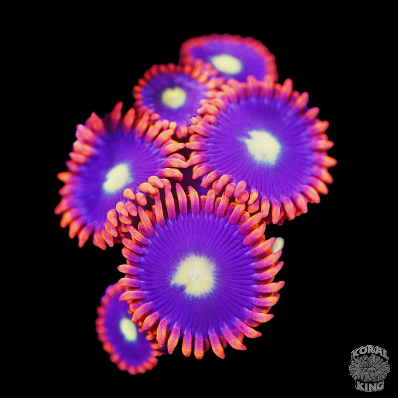 Red Ring Zoa