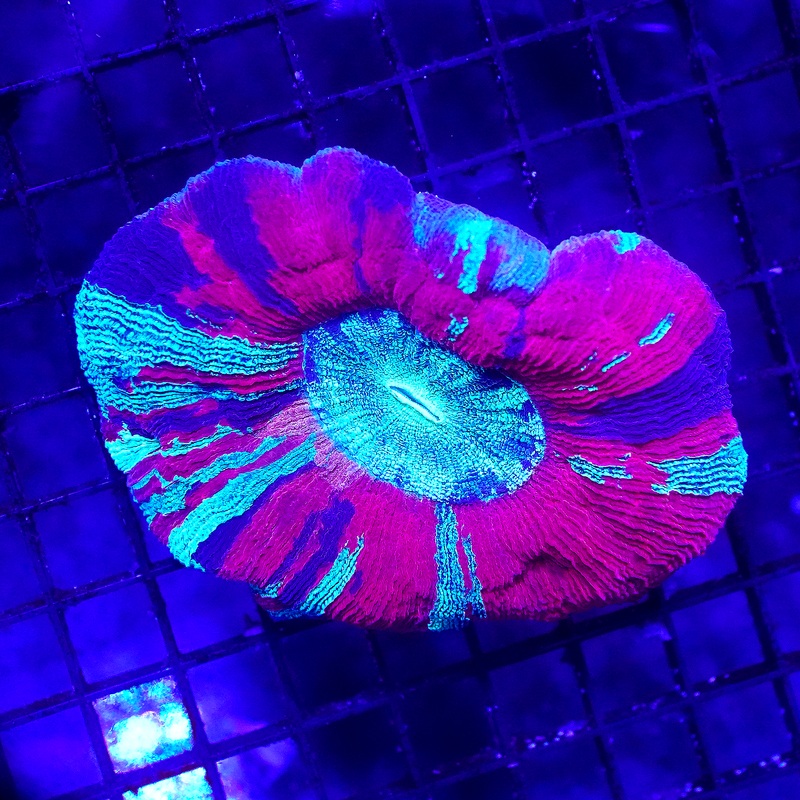Red Rizzler Brain Coral