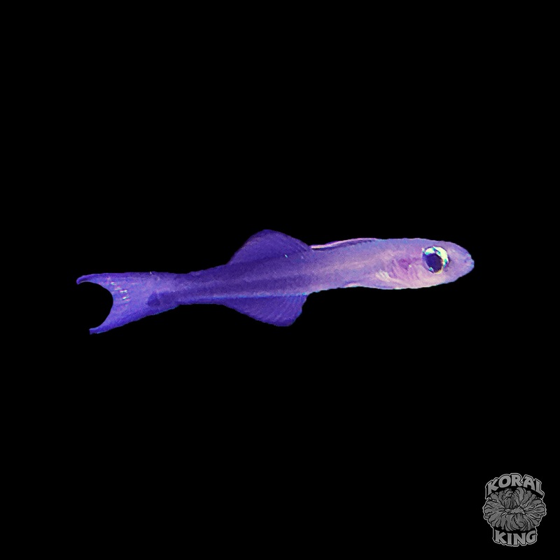 Scissortail Goby