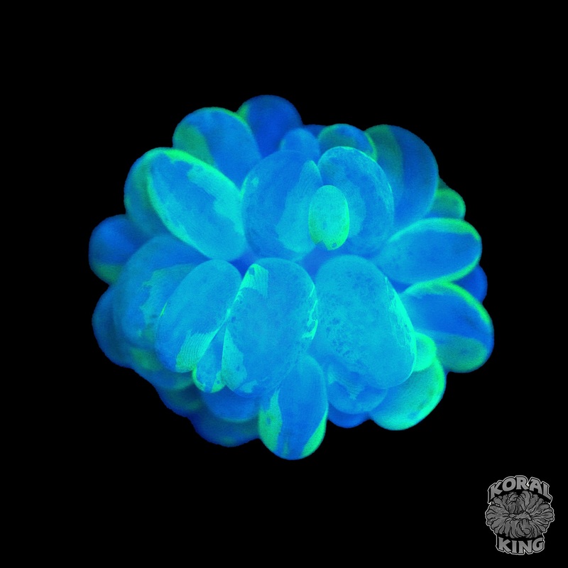 Splatter Bubble Coral