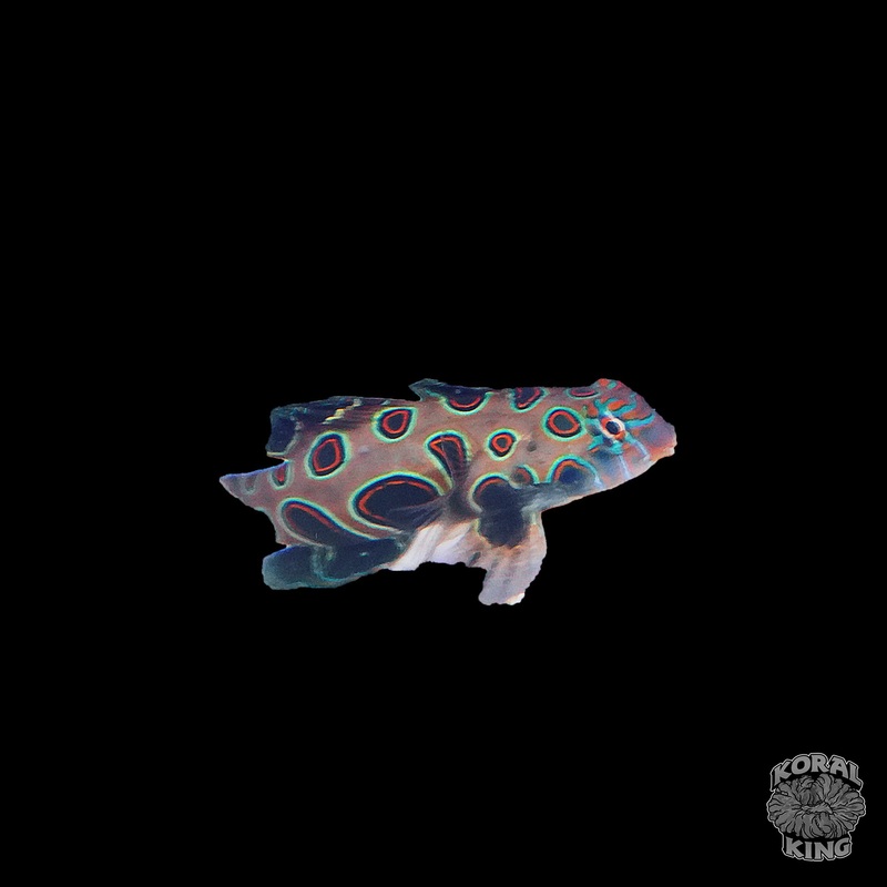 Spotted Mandarin Dragonet