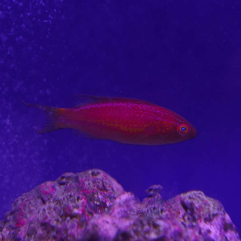 Squire's Fairy Wrasse