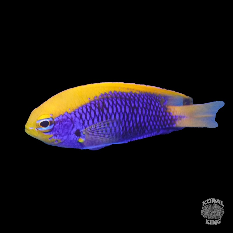 Starcki Damselfish