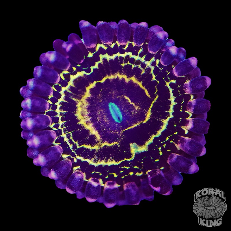 Stratosphere Zoa (1 Polyp)