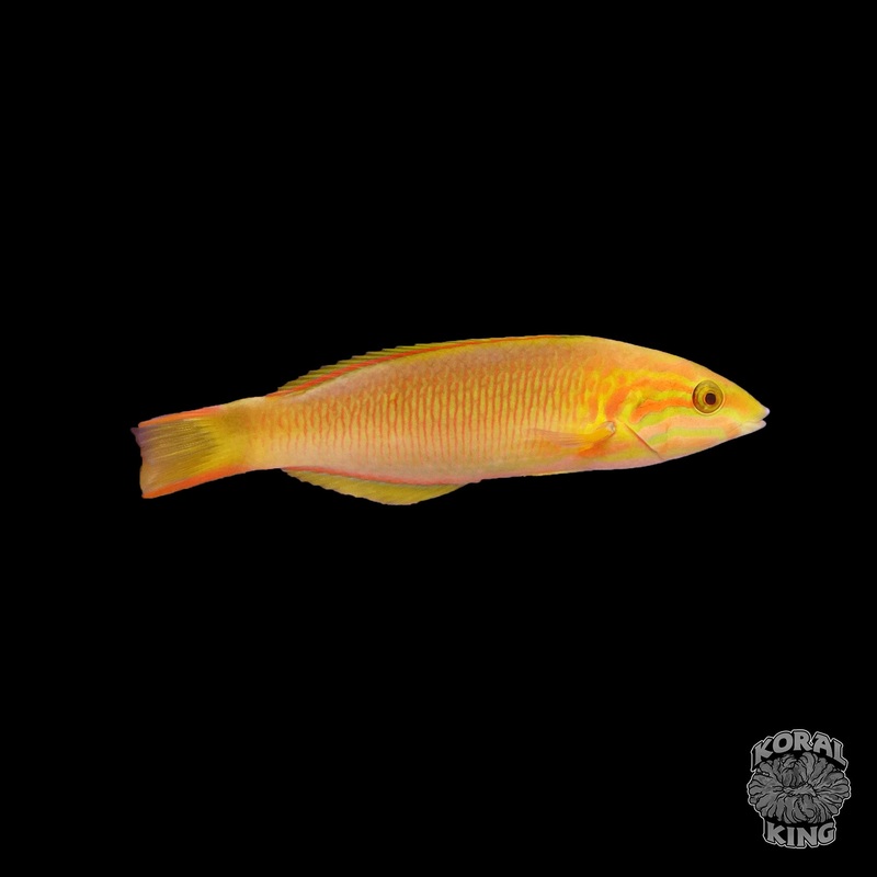 Sunset Wrasse
