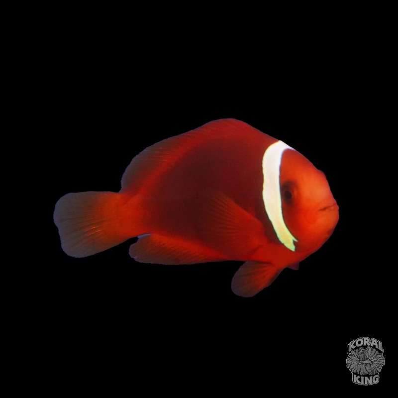 Tomato Clownfish