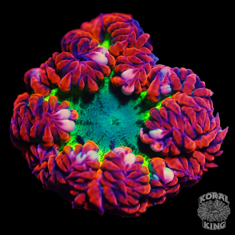 Toxic Rose Rock Flower