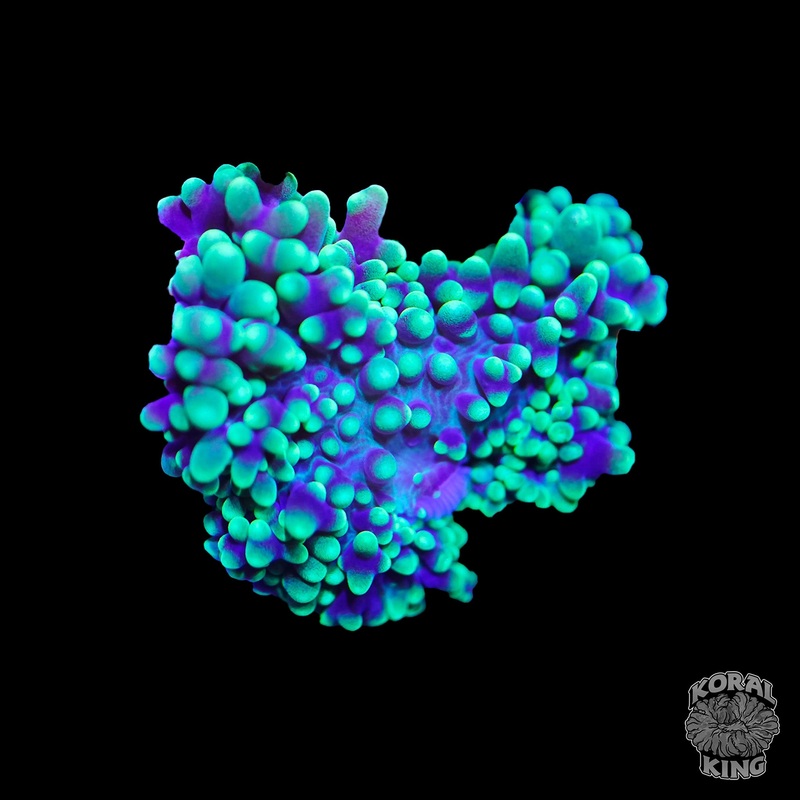 Toxic Sludge Mushroom