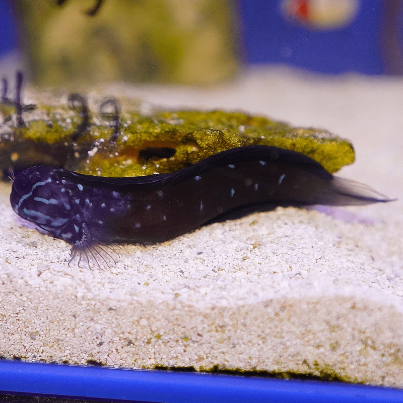 Tribal Blenny