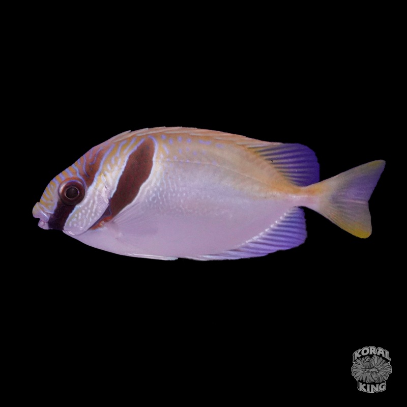 Two Bar Rabbitfish