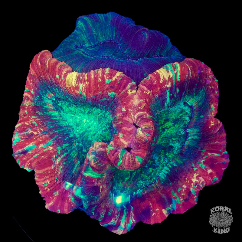 Two-Face Rainbow Welsophyllia