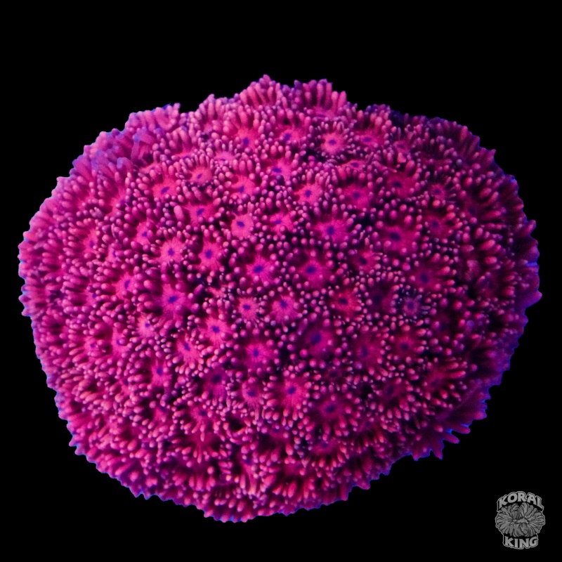 Ultra Pink Goni