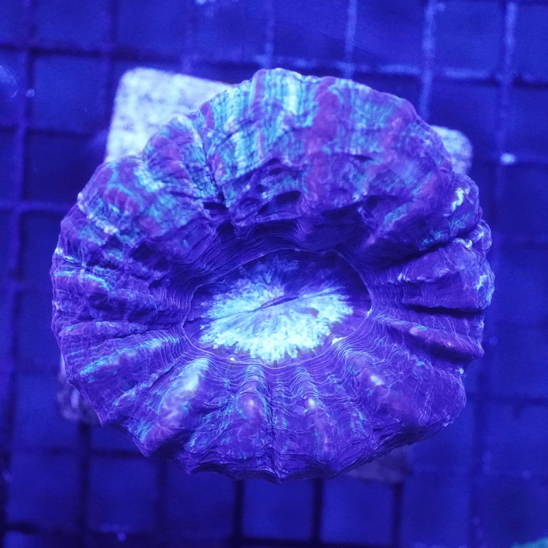 Ultra Purple Indophyllia