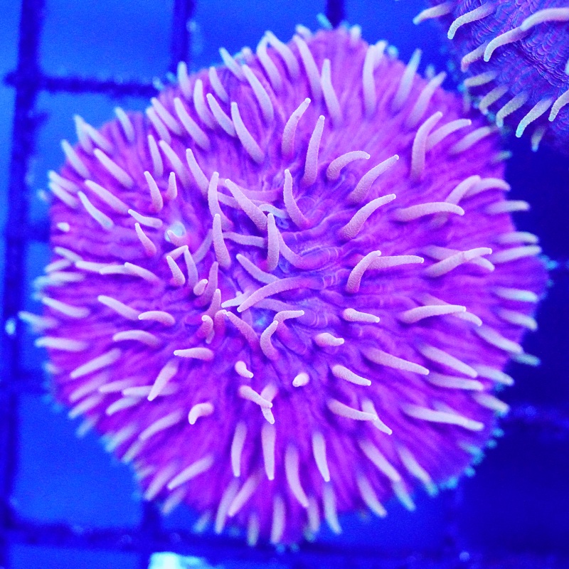 Ultra Purple Plate