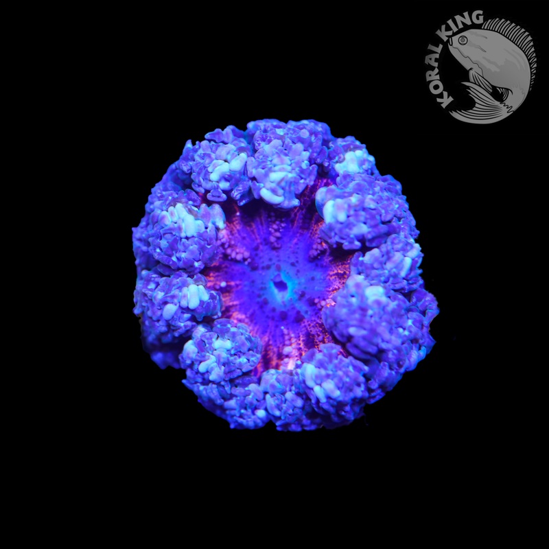 Ultra Purple Rock Flower
