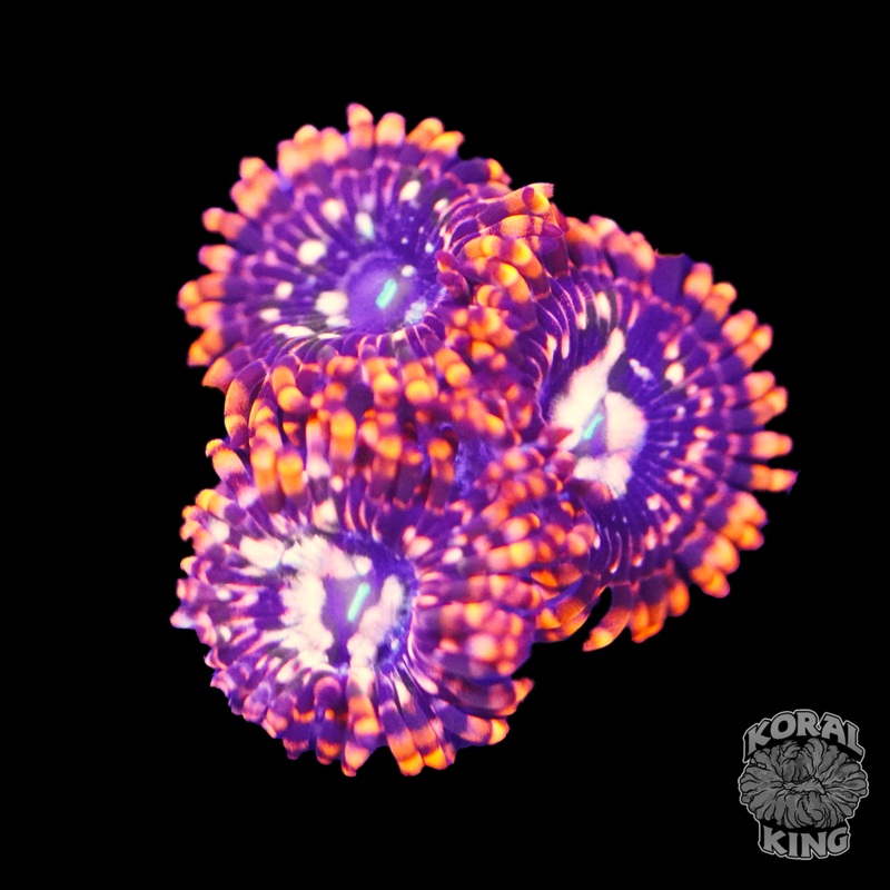 Utter Chaos Zoa