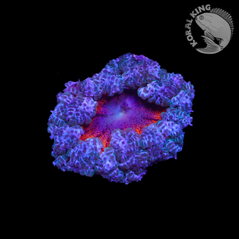 Volcanic Rock Flower
