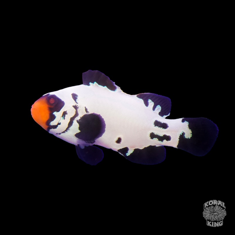 Black Sapphire Frostbite Clownfish