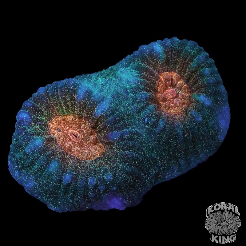 Blue Papaya Favia (WYSIWYG)