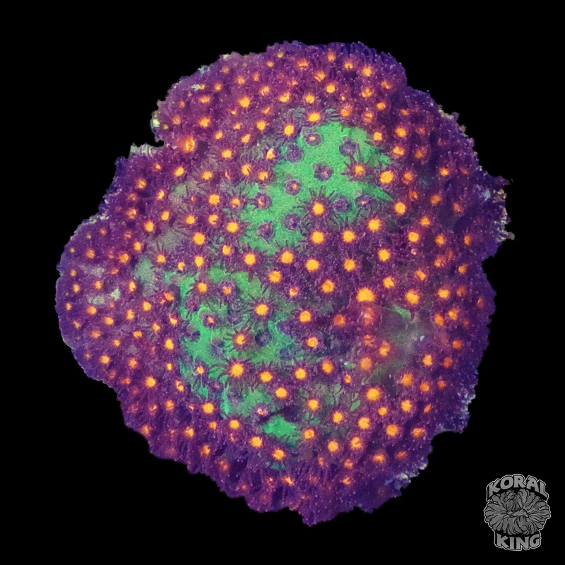 Crocus Leptastrea