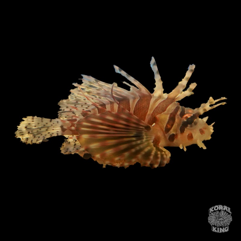 Dwarf/Zebra Lionfish
