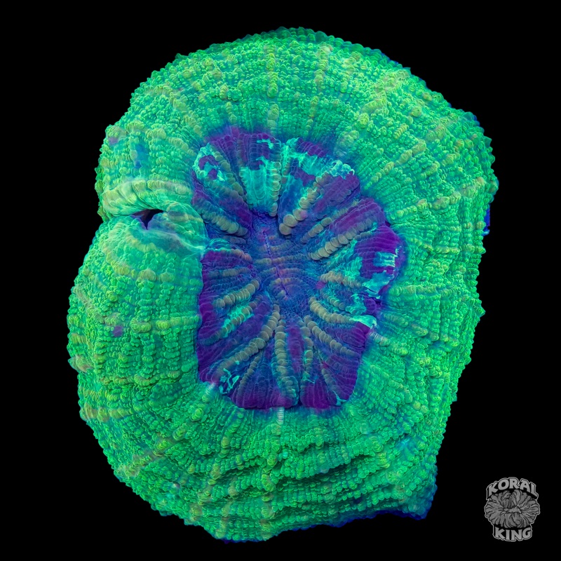 Ectoplasm Acantho