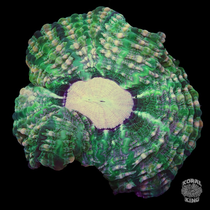 Emerald Splash Indophyllia