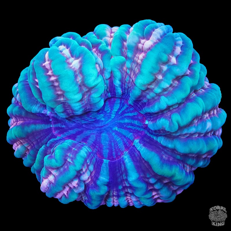 Euphoria Indophyllia