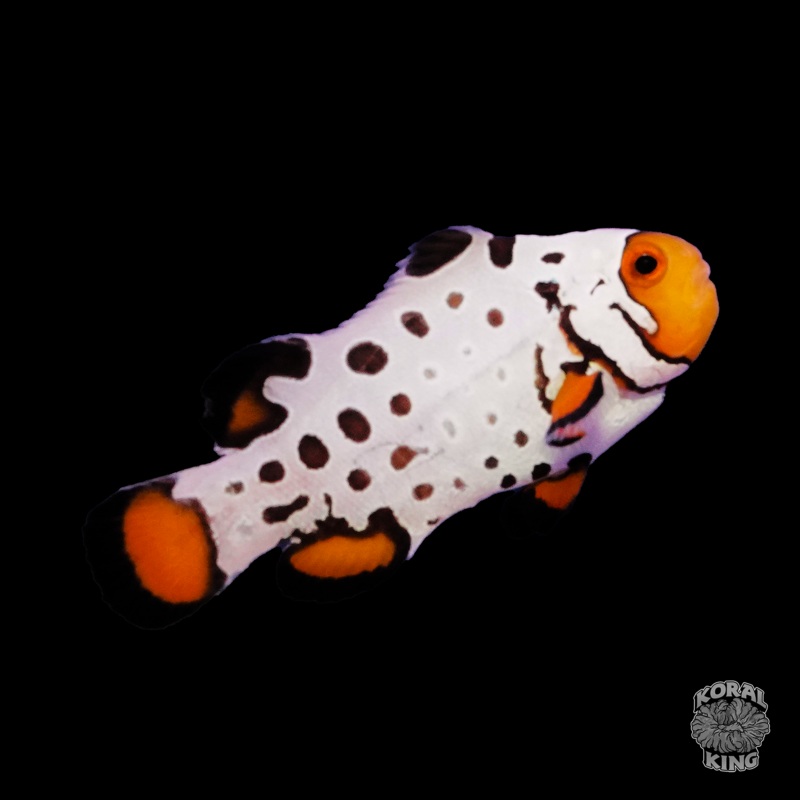 Extreme Frostbite Clownfish