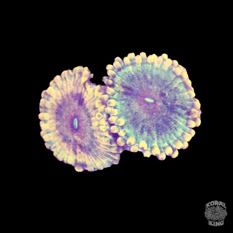 Fool's Gold Zoa