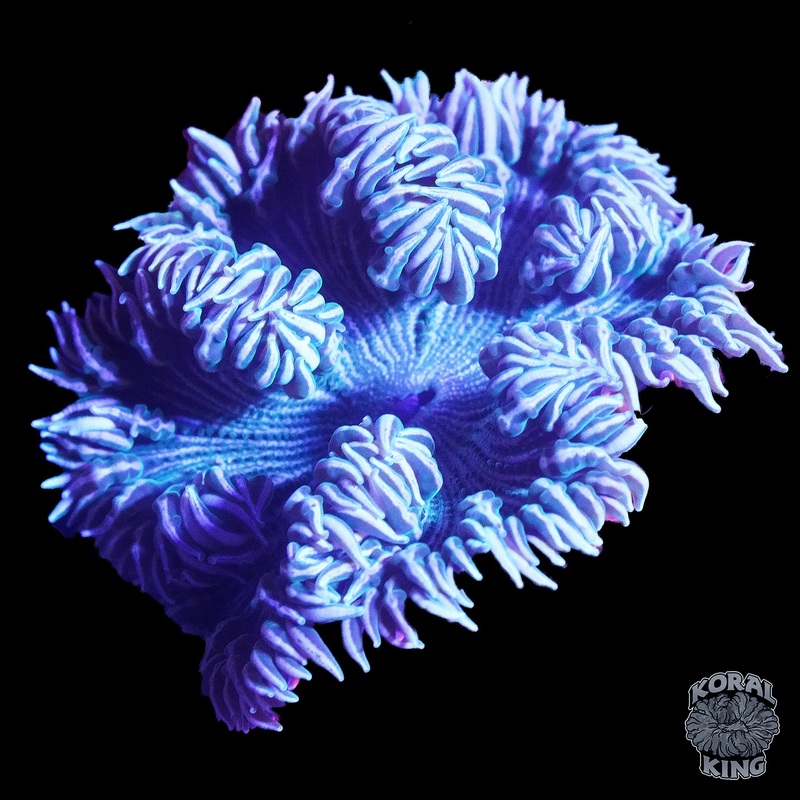 Frosty Rock Flower Anenome