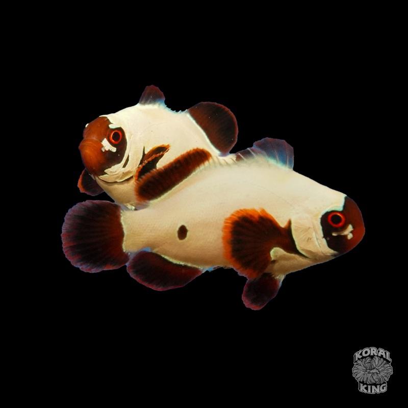Gold Nugget Bullet Clownfish