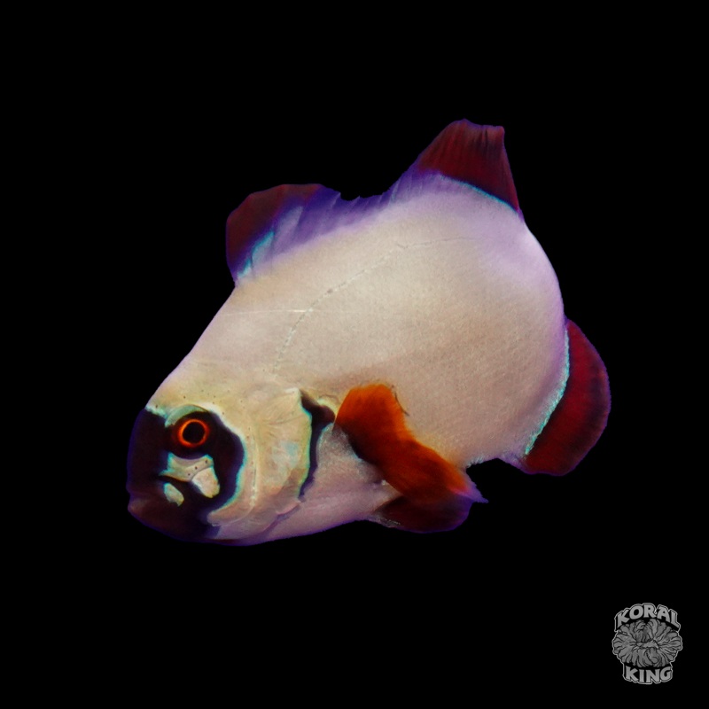 Gold Nugget Maroon Clownfish