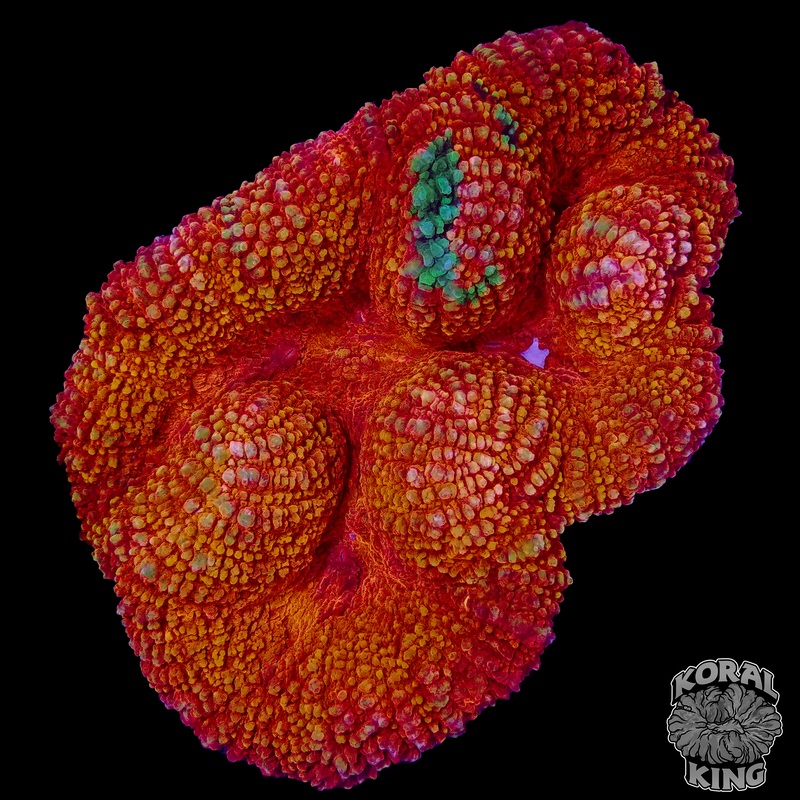 Grafted Lobo