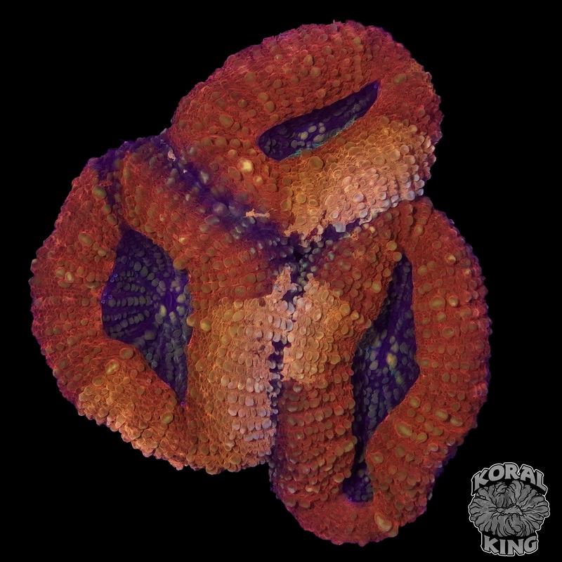 Grafted Lobophyllia
