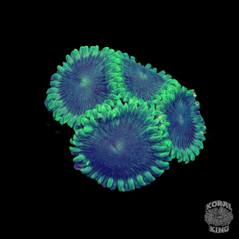 Green Lantern Zoa