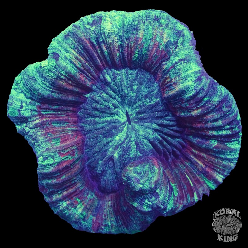 Green Void Trachy