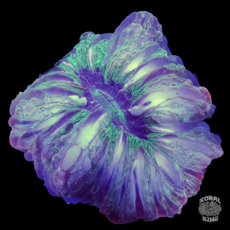 Hologram Cynarina