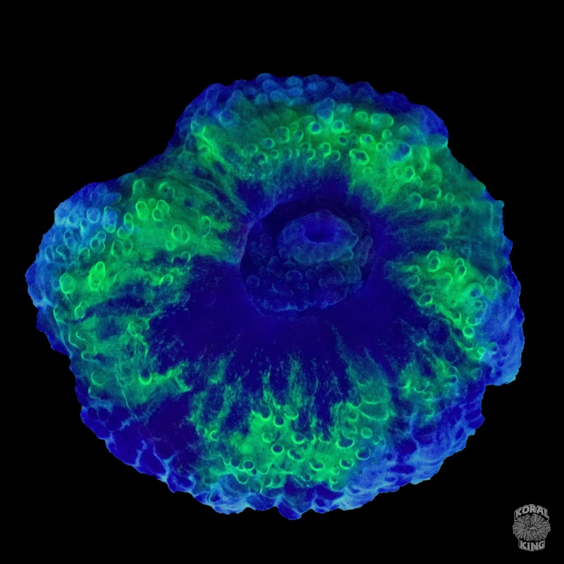 KDR Master Acan