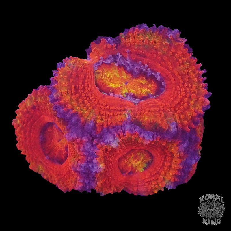 Lava Acan