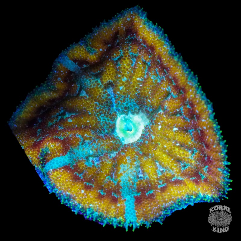 Maxi Mini Anemone