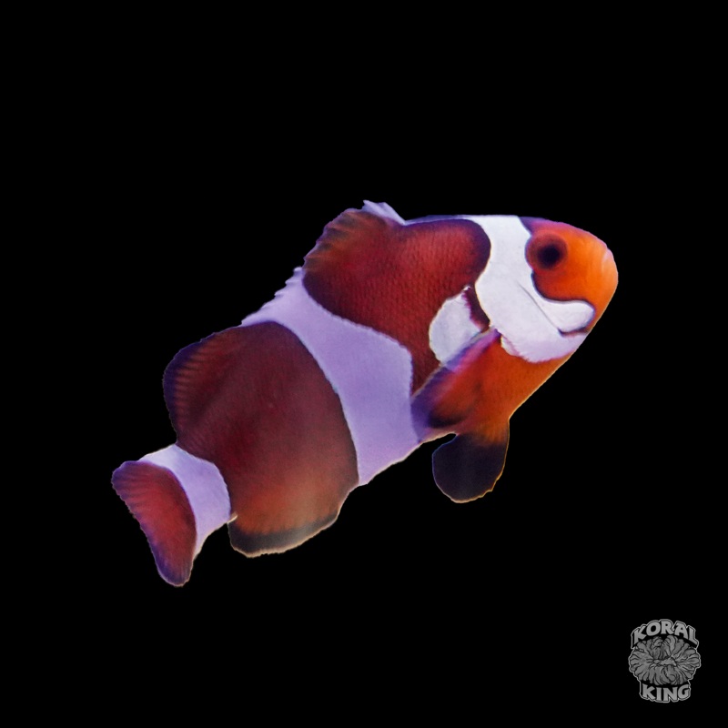 Mocha Clownfish