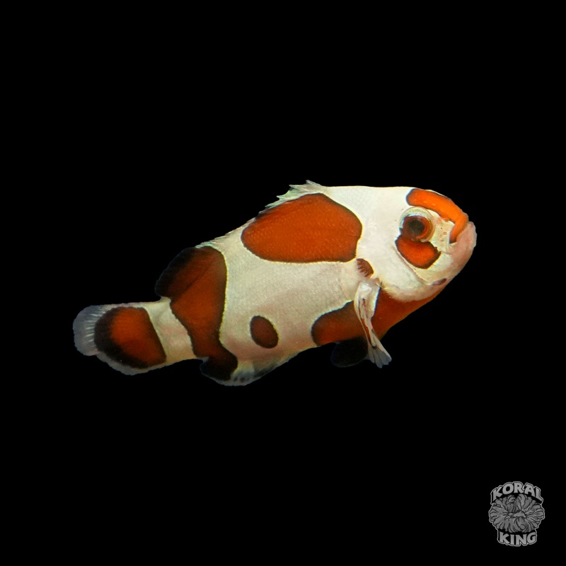 Mocha Semi-Storm Clownfish