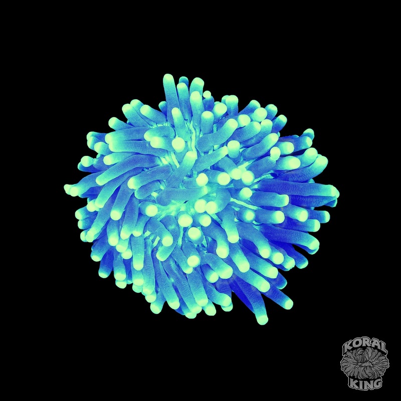 Neon Long Tentacle Plate