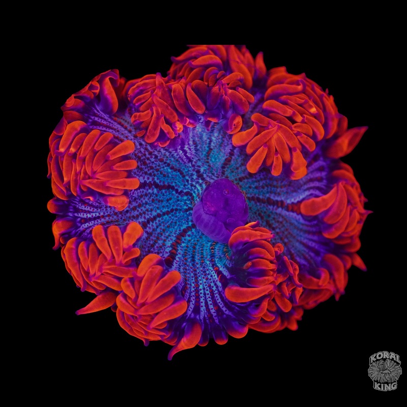 Optimus Prime X Rock Flower